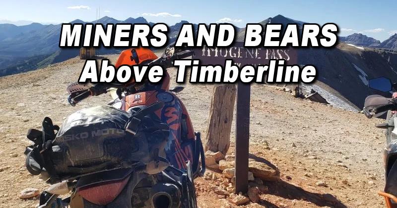 Miners & Bears Above Timberline